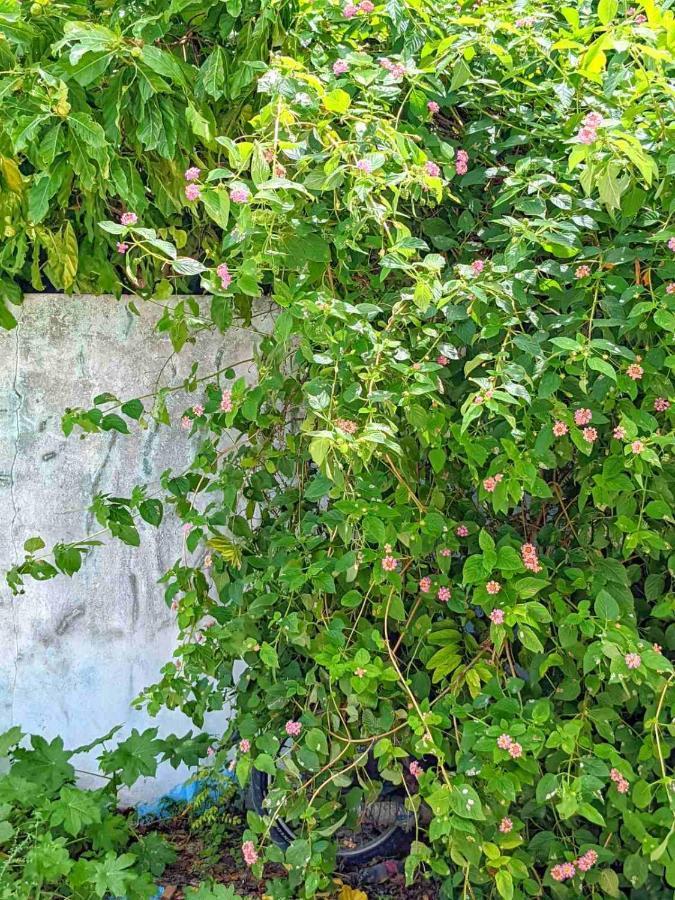 Hotel Dhoadhi Retreat Thulusdhoo Zewnętrze zdjęcie